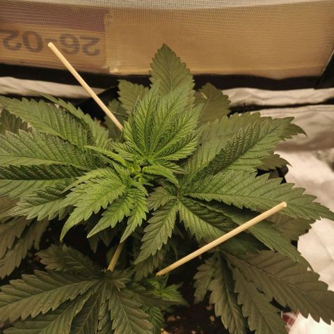 Cabba growlog timeline photo
