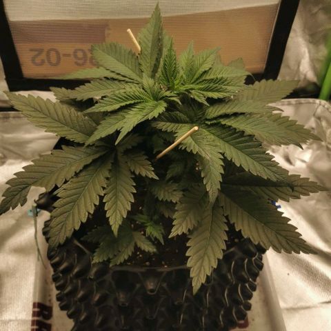 Cabba growlog timeline photo
