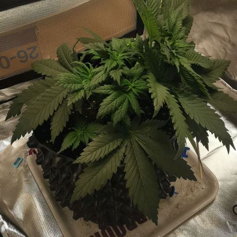 Cabba growlog timeline photo