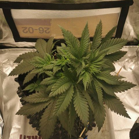 Cabba growlog timeline photo