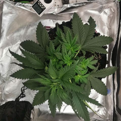 Cabba growlog timeline photo
