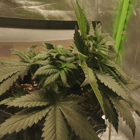 Cabba growlog timeline photo