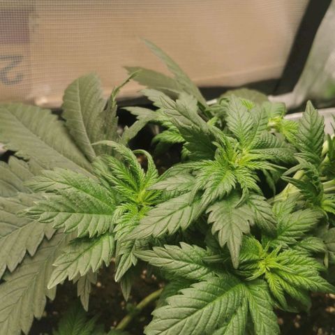 Cabba growlog timeline photo