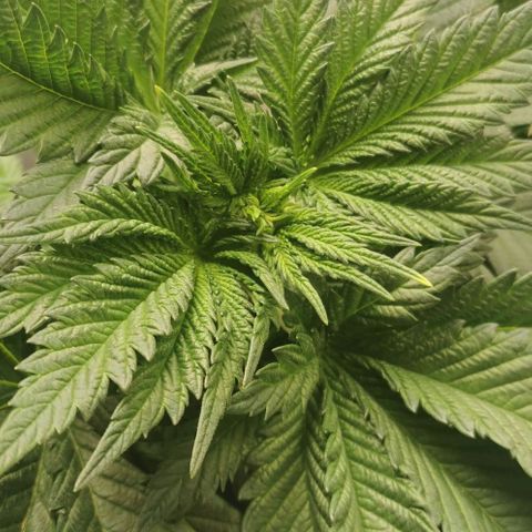 Cabba growlog timeline photo