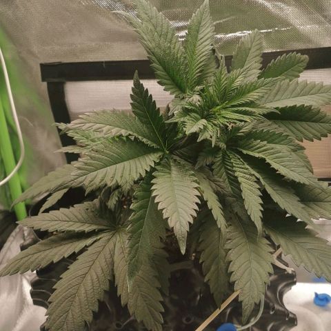 Cabba growlog timeline photo