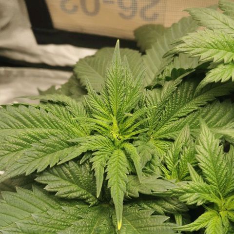 Cabba growlog timeline photo