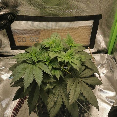 Cabba growlog timeline photo