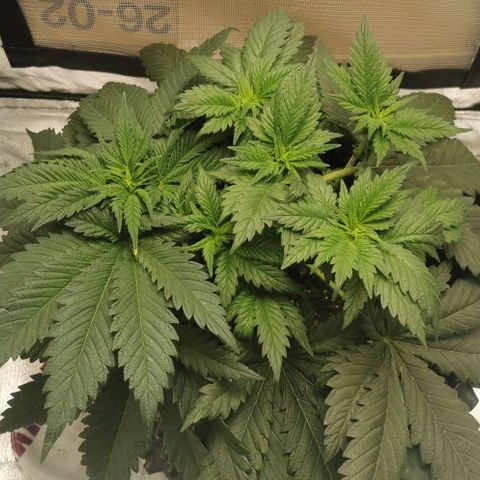 Cabba growlog timeline photo