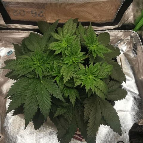Cabba growlog timeline photo