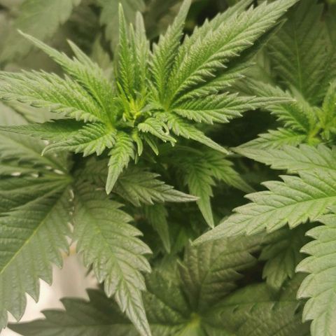 Cabba growlog timeline photo