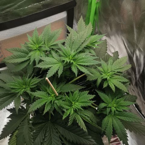 Cabba growlog timeline photo
