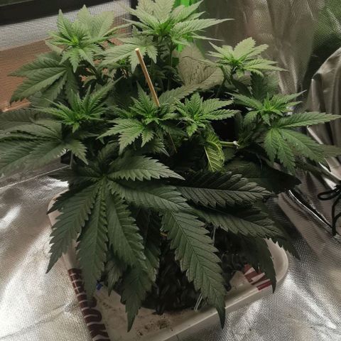 Cabba growlog timeline photo