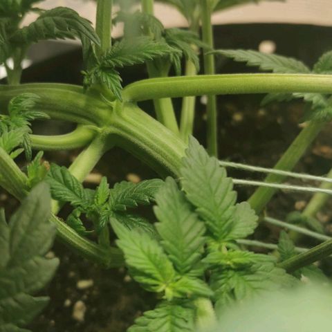 Cabba growlog timeline photo