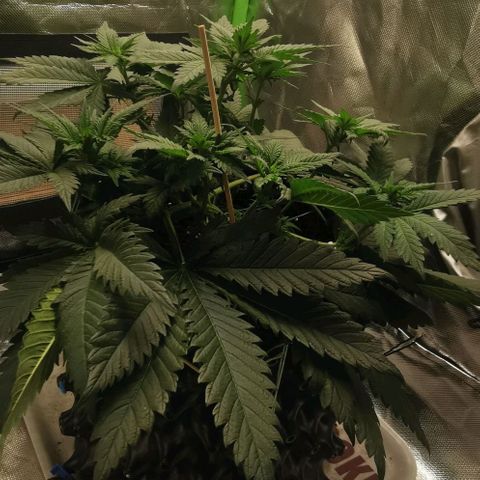 Cabba growlog timeline photo
