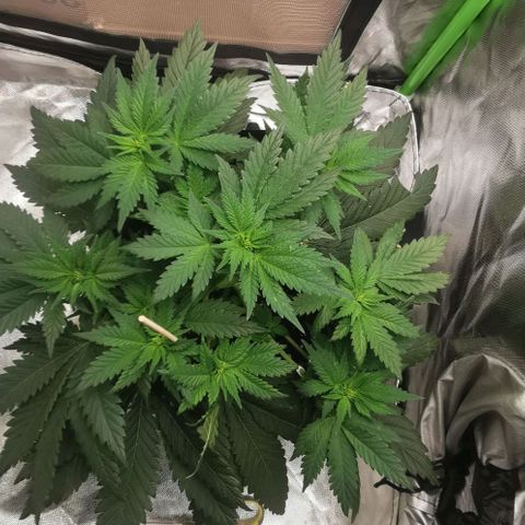Cabba growlog timeline photo