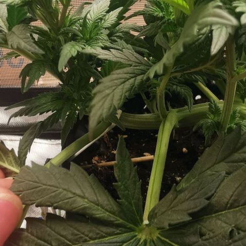 Cabba growlog timeline photo