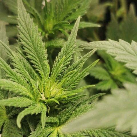 Cabba growlog timeline photo
