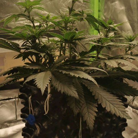 Cabba growlog timeline photo