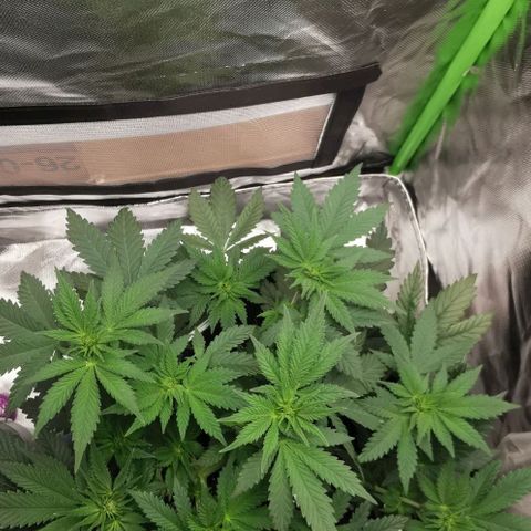 Cabba growlog timeline photo
