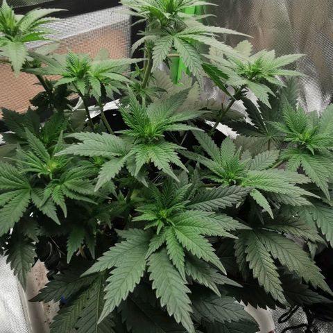 Cabba growlog timeline photo