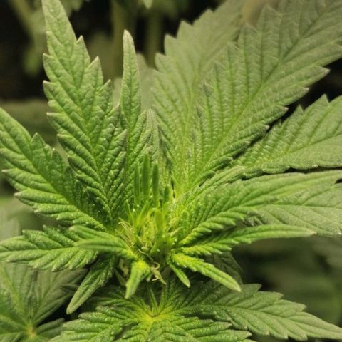 Cabba growlog timeline photo