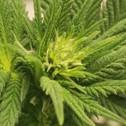 Cabba growlog timeline photo