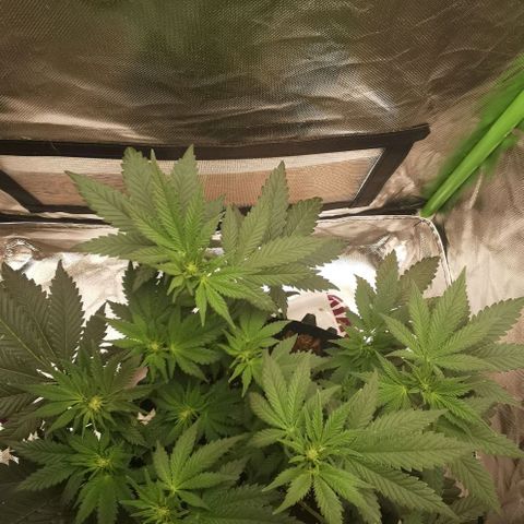 Cabba growlog timeline photo