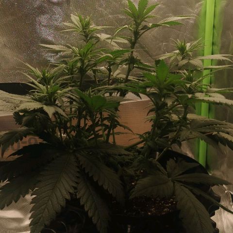 Cabba growlog timeline photo