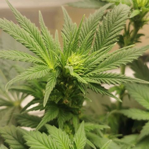 Cabba growlog timeline photo