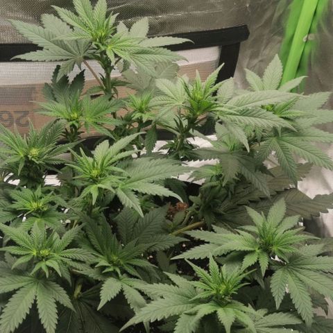 Cabba growlog timeline photo