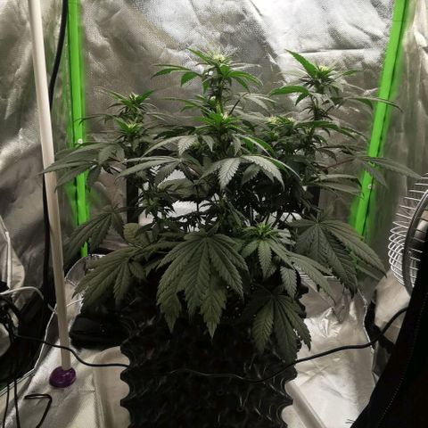 Cabba growlog timeline photo
