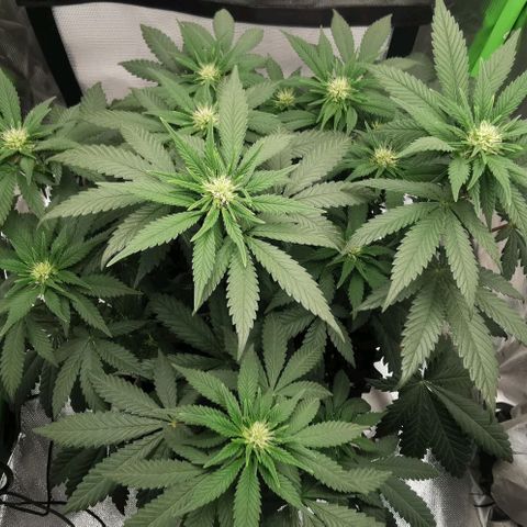 Cabba growlog timeline photo