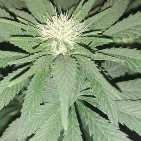 Cabba growlog timeline photo