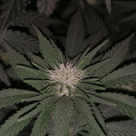 Cabba growlog timeline photo