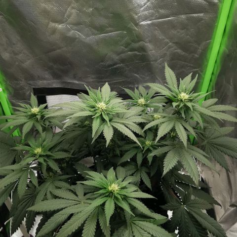 Cabba growlog timeline photo