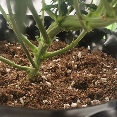 Cabba growlog timeline photo