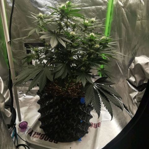 Cabba growlog timeline photo