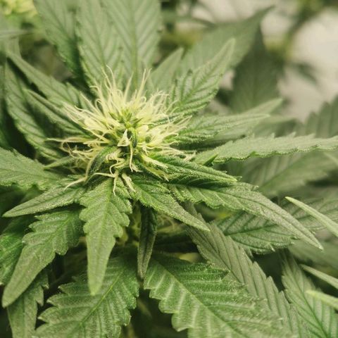 Cabba growlog timeline photo