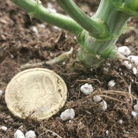 Cabba growlog timeline photo