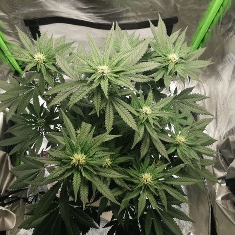 Cabba growlog timeline photo