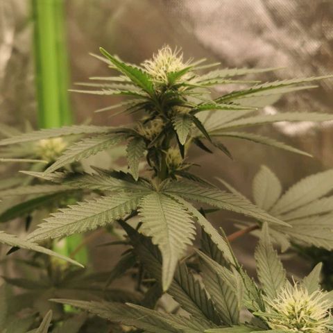 Cabba growlog timeline photo
