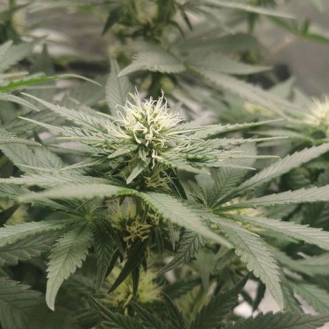 Cabba growlog timeline photo