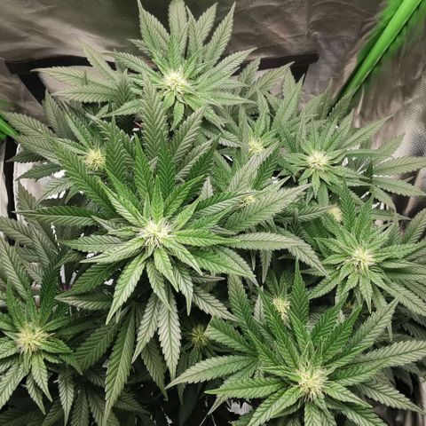 Cabba growlog timeline photo