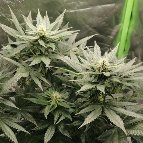 Cabba growlog timeline photo