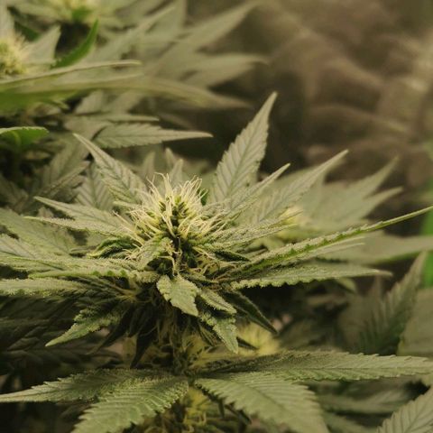 Cabba growlog timeline photo
