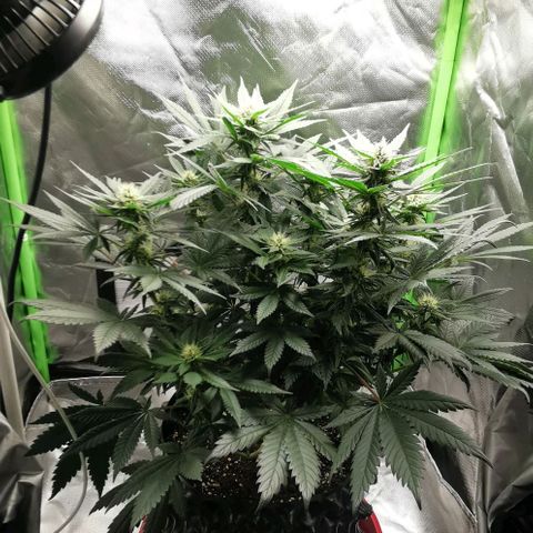 Cabba growlog timeline photo