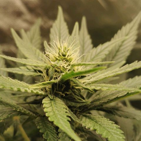 Cabba growlog timeline photo