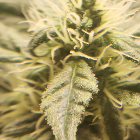 Cabba growlog timeline photo