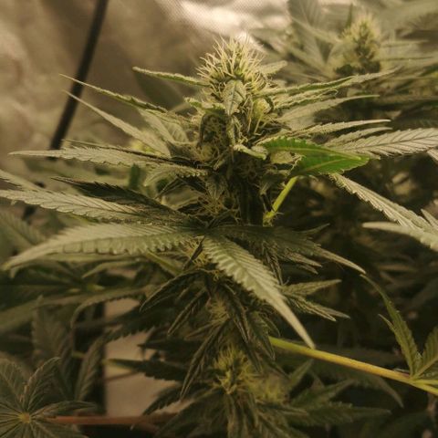 Cabba growlog timeline photo