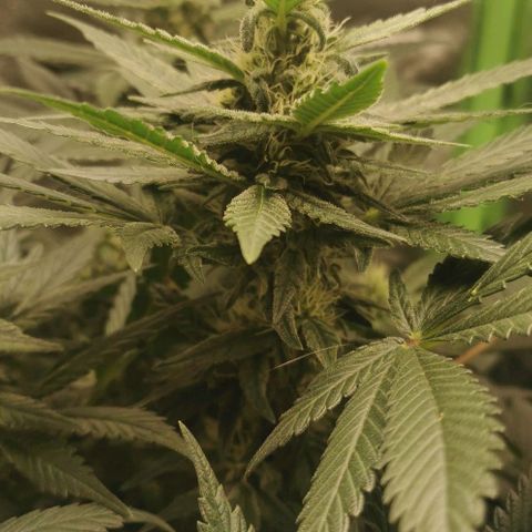 Cabba growlog timeline photo